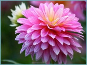 Хризантема садова багаторічна: посадка і догляд у відкритому грунті, фото і характеристики популярних видів