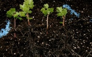 Як пересадити смородину на нове місце за всіма правилами