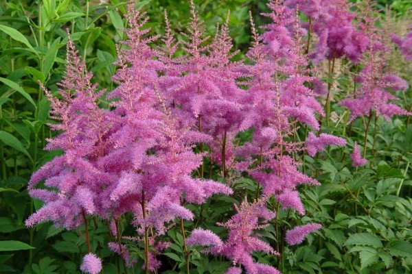 Декоративна садова рослина астильба: популярні сорти з фото та описом