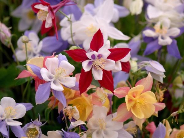 Тіньолюбні садові квіти багаторічники: фото та назви рослин, поради по догляду