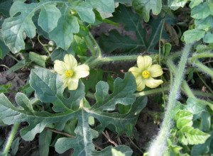 Диня Ефіопка — самозапильний сорт з чудовим медовим смаком