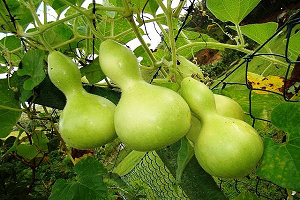 Як не заплутатися в різноманітності видів кабачків