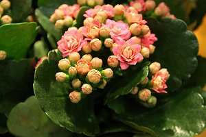 Каланхое: правильний догляд за рослиною в домашніх умовах