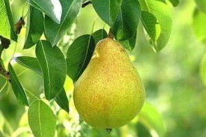 Сорт десертній груші Дюшес: опис літнього та зимового сортів, особливості плодоношення та догляду