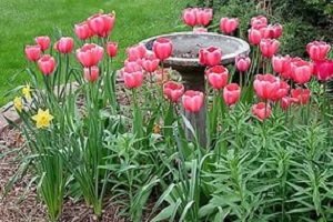 Огляд багаторічних квітів для дачі: різновиди, переваги і недоліки, дбайливий догляд, фото і відео