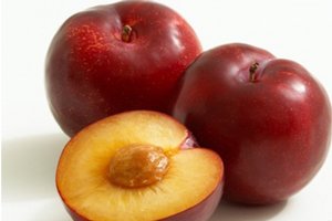 Високоврожайний сорт зливу Президент: поради по посадці та правила догляду