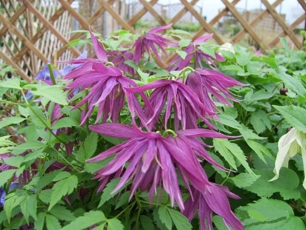 Вюни багаторічники — фото та назви витких рослин для саду