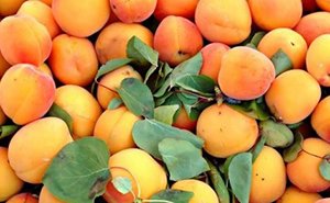 Самоплідні абрикоси: особливості і характеристики сортів