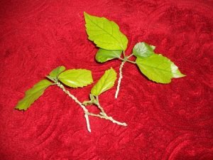 Китайська троянда (або Гібіскус) — догляд в домашніх умовах за кімнатної красунею