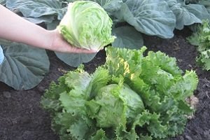 Салат Айсберг — особливості вирощування та догляду