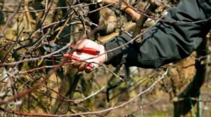 Правильне формування крони яблуні — особливості обрізки