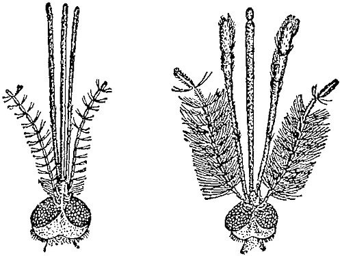 Малярійний комар – екскурсія в життя переносника небезпечного захворювання