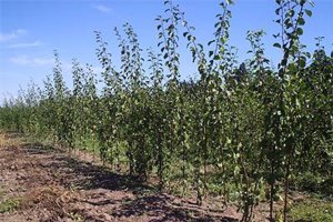 Російська зливу (алича гібридна) — диплоїдний вид з відмінною пристосовністю