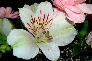 Квіти альстромерія — буйство фарб у вашому саду