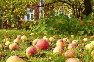 Обробка саду восени від шкідників і хвороб: препарати та порядок робіт