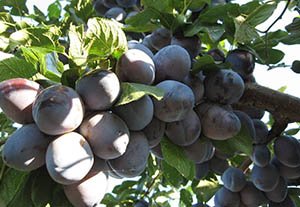 Самоплідна слива сорту Угорка: опис різновидів Білоруська, Корнеевская та інших