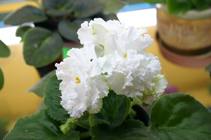 25 фото найбільш красивих і яскравих представниць ніжних фіалок