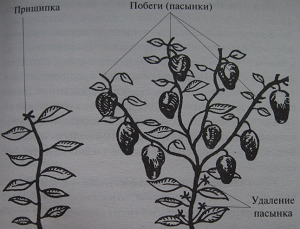 Як садити баклажани на розсаду: вибір насіння і ґрунту, посів і вирощування, поради дачників