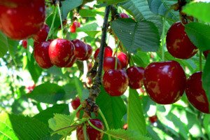 Опис універсального сорти черешні Овстуженка: посадка і правила догляду