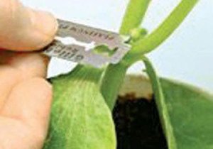 Щеплення кавуна на гарбуз – відео