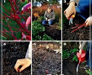 Дерен ряболисті: правильна посадка і грамотний догляд за рослиною