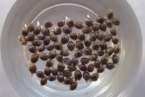 Препарат Епін — реальна допомога кімнатним рослинам