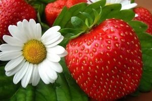 33 популярні сорти суниці: докладний опис і барвисті фото