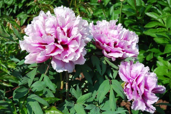 Багаторічники зимуючі у відкритому грунті — каталог