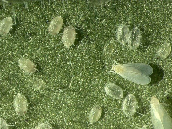 Як боротися з білокрилка на кімнатних рослинах