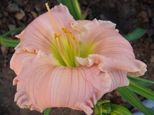 Вирощування лілійників у відкритому грунті: посадка й догляд, види, сорти, фото і відео