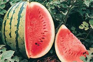 Вирощування кавунів на Уралі: поради щодо вибору сортів і догляду за кавунами