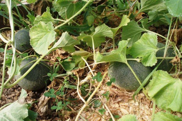 Вирощування дині в відкритому грунті Чорноземя: кращі сорти, посадка насіння і рекомендації по догляду