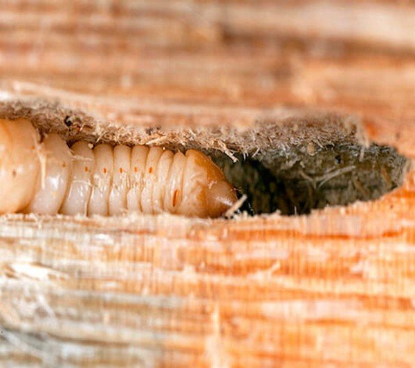 Жук точильник – як знайти та вивести шкідника