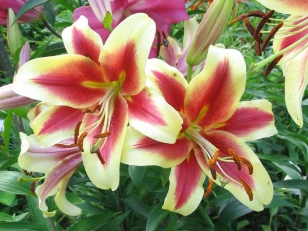 Цибулинні багаторічні садові квіти — фото та назви рослин