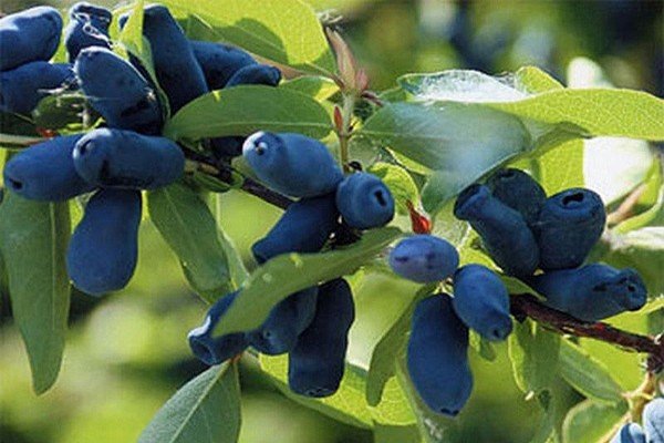 Кращі сорти жимолості — фото з назвою і описом