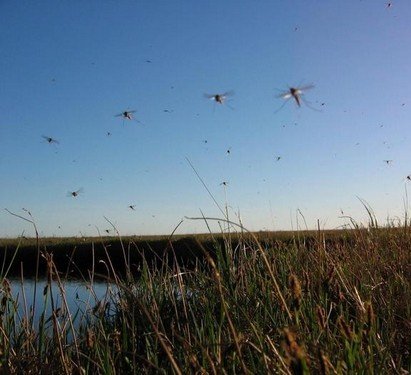 Малярійний комар – екскурсія в життя переносника небезпечного захворювання