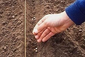 Ріпа: посадка і догляд у відритому грунті