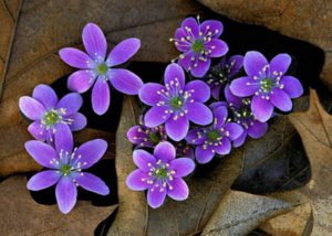 Ніжна красуня печіночниця та її застосування в саду і в медицині