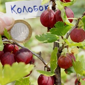 Посадка агрусу навесні — як і в якому місяці правильно садити?