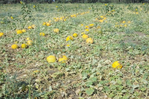 Диня Ефіопка — самозапильний сорт з чудовим медовим смаком