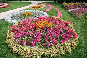 Низькорослі багаторічники цвітуть усе літо — фото з назвами