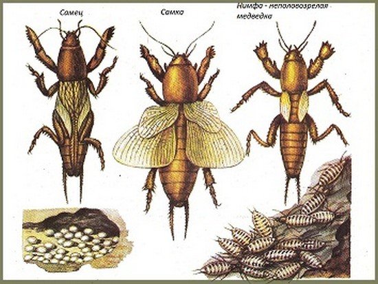 Личинка капустянки: характеристика й особливості розвитку