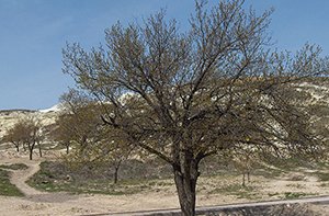 Чому не плодоносить абрикос — що робити