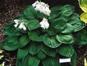 Чарівна хоста: правила посадки та догляду у відритому грунті і способи розмноження