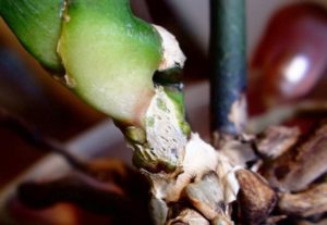 Основні секрети вирощування та догляду за гиппеаструмом