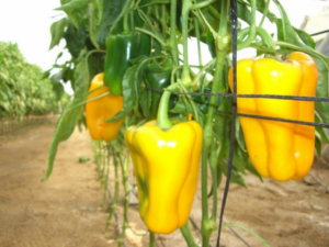 Вибираємо насіння перців: огляд кращих сортів для відкритого грунту