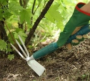 Тіньолюбні садові квіти багаторічники: фото та назви рослин, поради по догляду