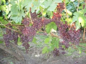 Виноград російський ранній — секрети вирощування цього сорту