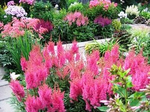 Потрібно обрізати багаторічні квіти на зиму: рекомендації по догляду, фото і відео