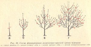 Кращі сорти черешні для середньої смуги: посадка, вирощування і догляд